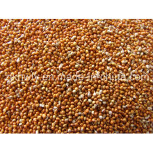 Red Millet